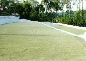 Drying Washed Coffee